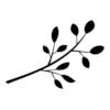 Tree branch Tree branch